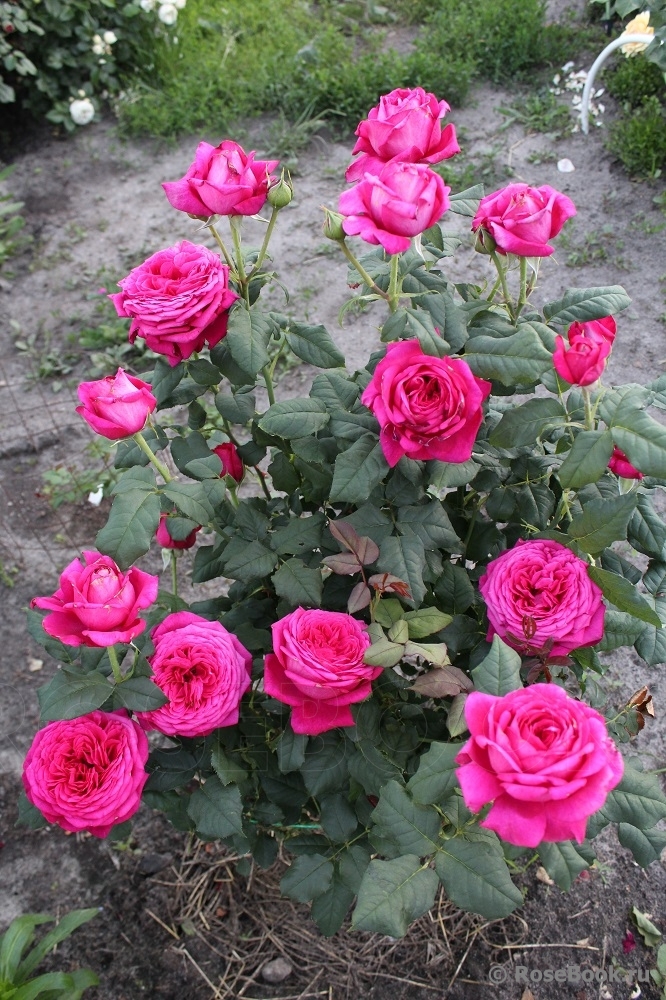 Johann Wolfgang von Goethe Rose®