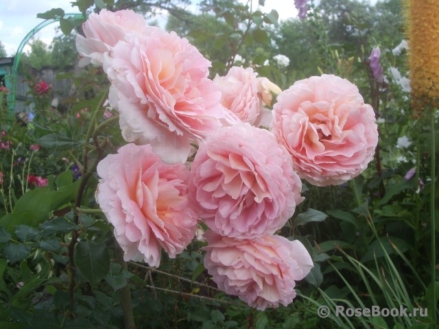 Abraham Darby