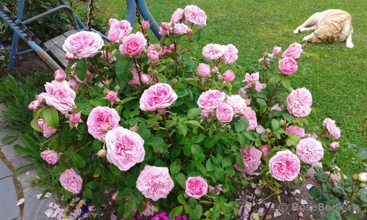 Gertrude Jekyll