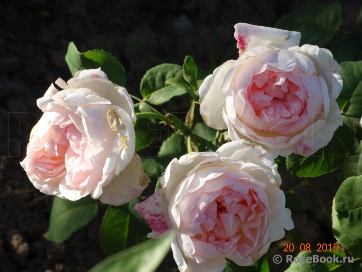 The Wedgwood Rose