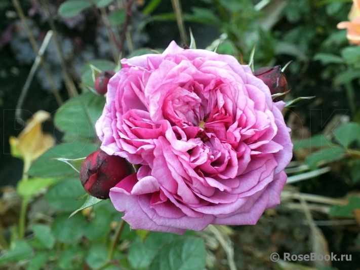 Durance Ancian Rosa