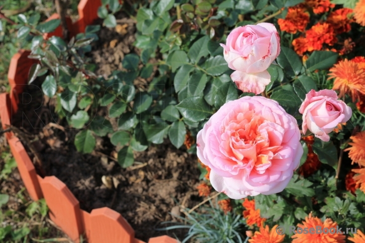 Abraham Darby