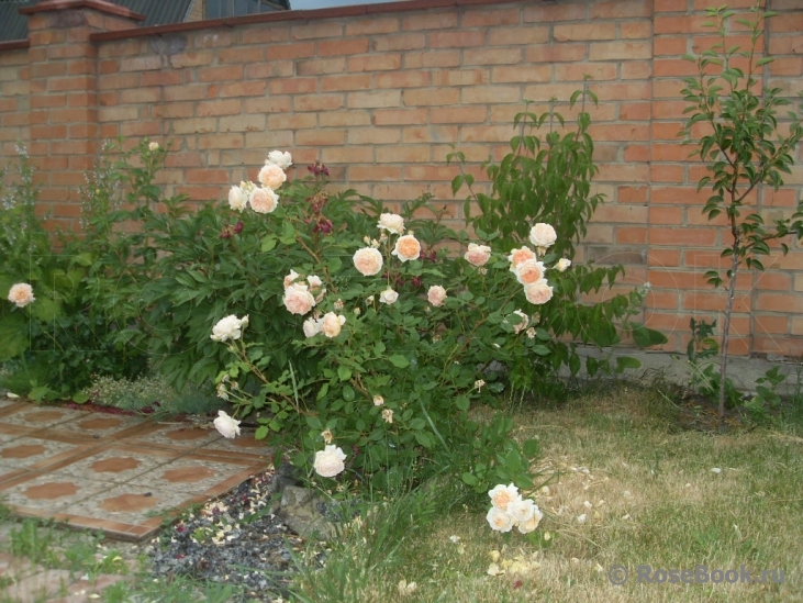 Crown Princess Margareta®