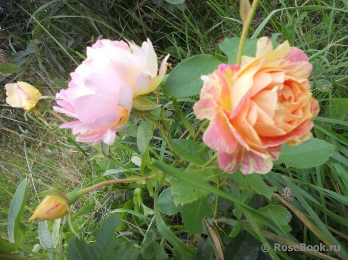 Rose des Cisterciens 