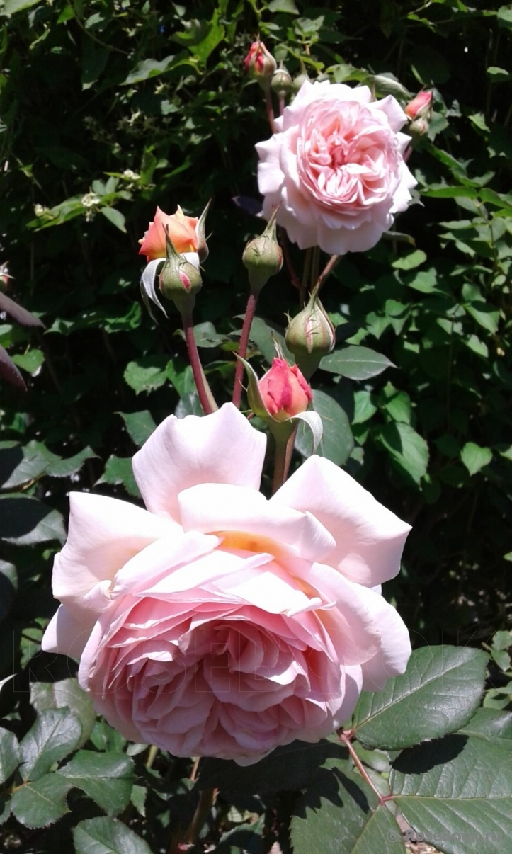 A Shropshire Lad