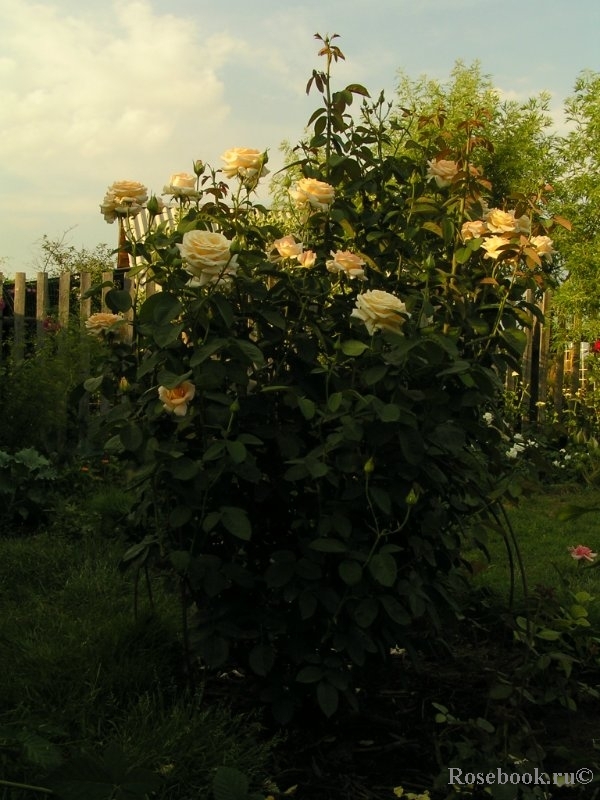 Jardins de Bagatelle 