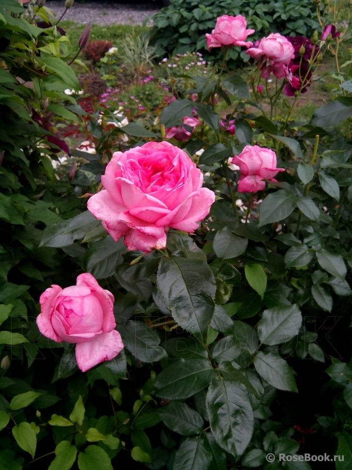 La Rose de Molinard ®