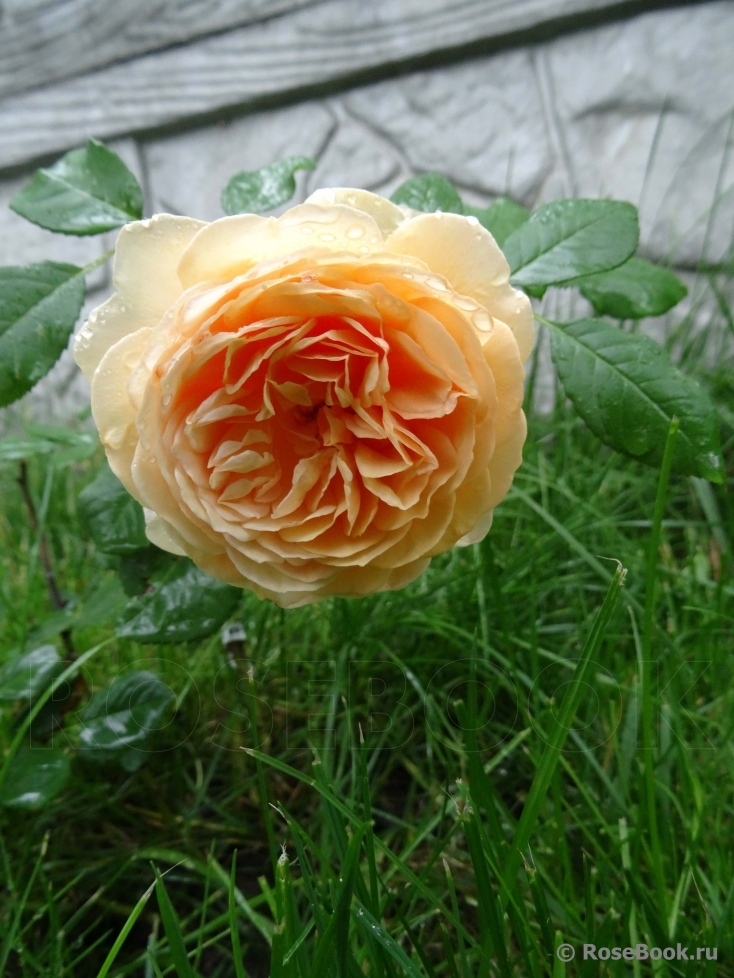 Abraham Darby