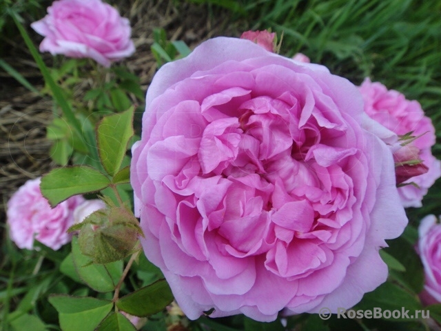 Comte de Chambord