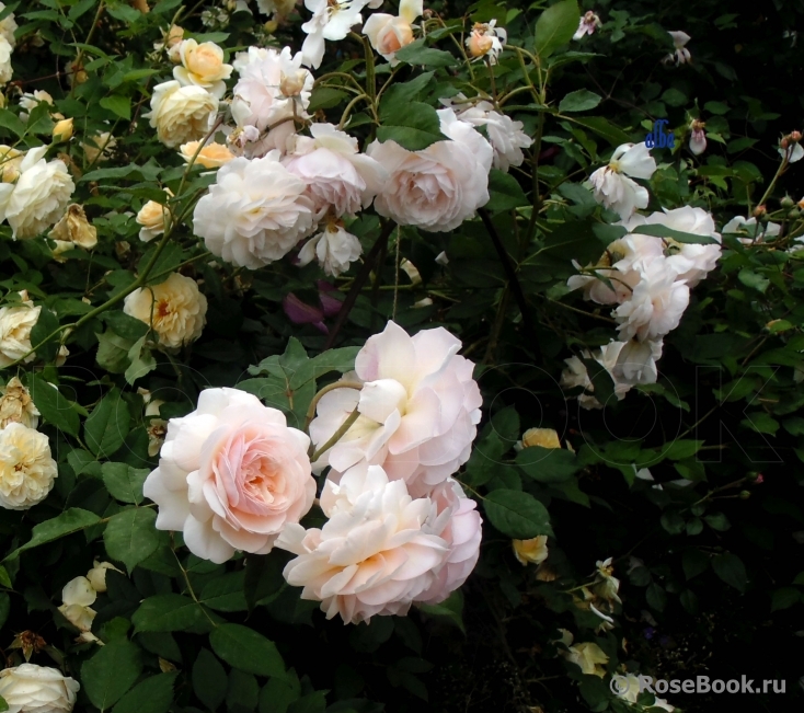 A Shropshire Lad