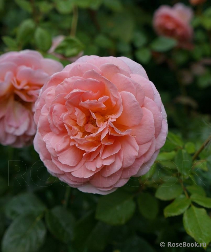 Abraham Darby