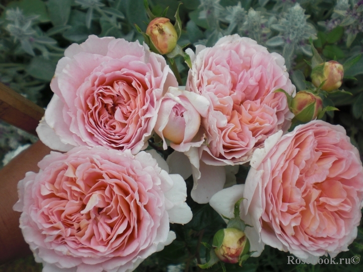 Abraham Darby