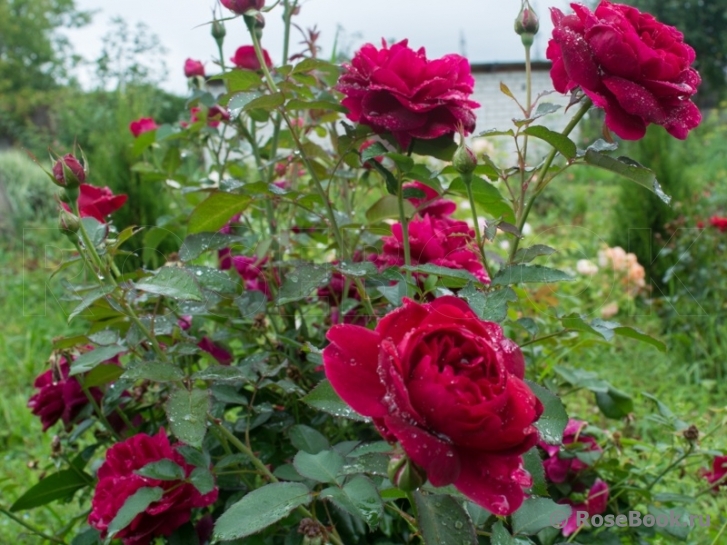 Darcey Bussell 