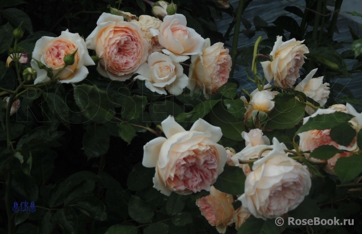 Crown Princess Margareta®