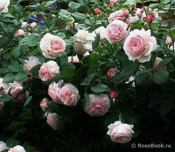 A Shropshire Lad