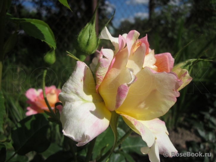 Rose des Cisterciens 