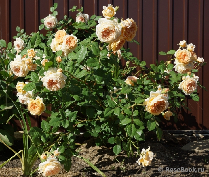 Crown Princess Margareta®