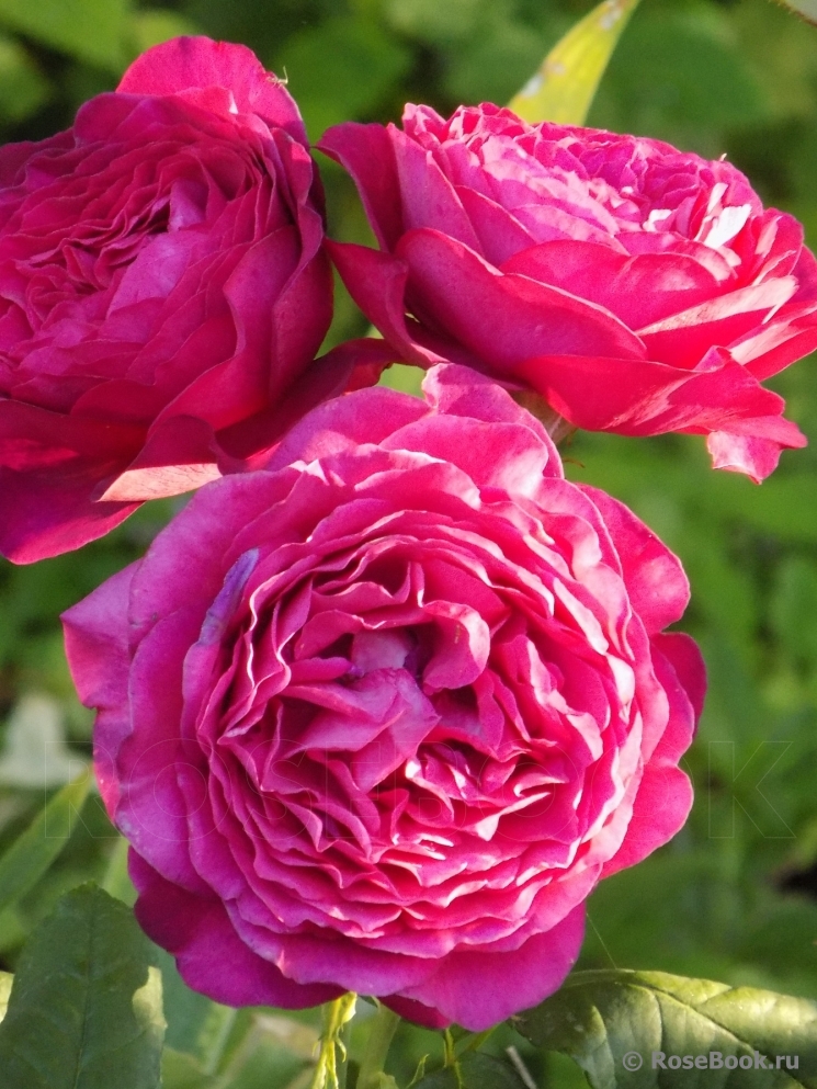 Johann Wolfgang von Goethe Rose®