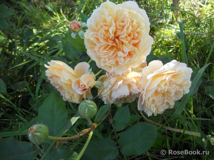 Crown Princess Margareta®