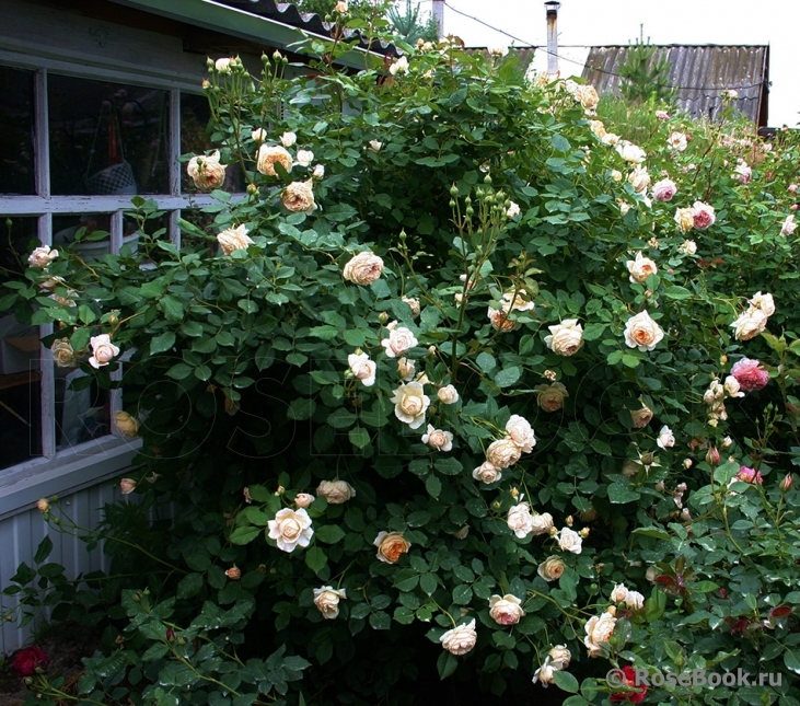 Crown Princess Margareta®