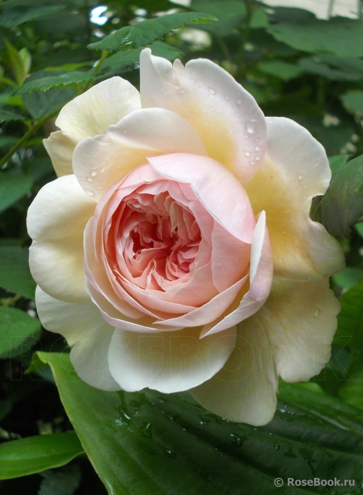 A Shropshire Lad