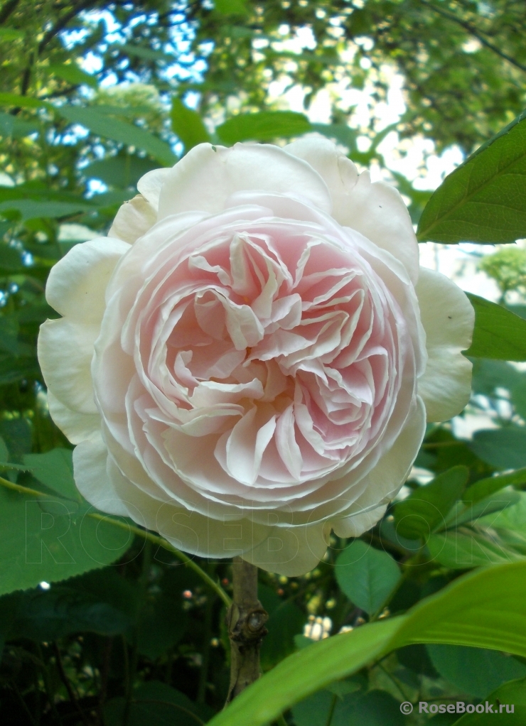 A Shropshire Lad