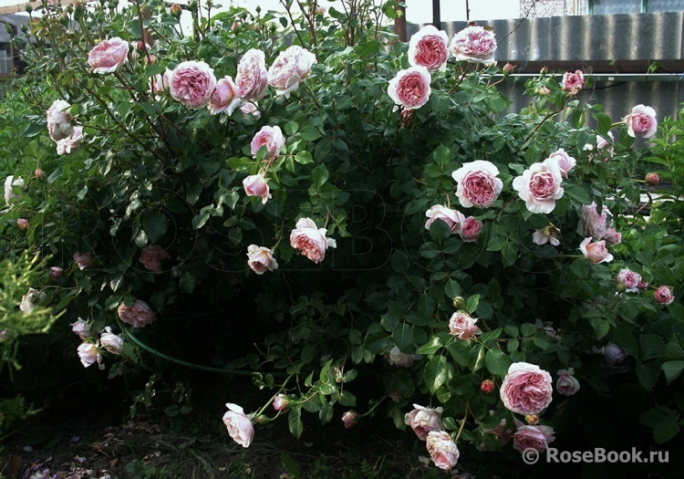 Abraham Darby