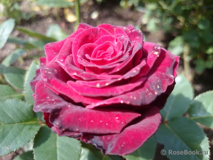 Black Baccara