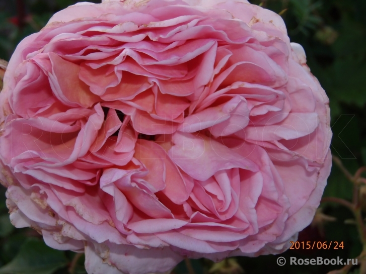 Abraham Darby