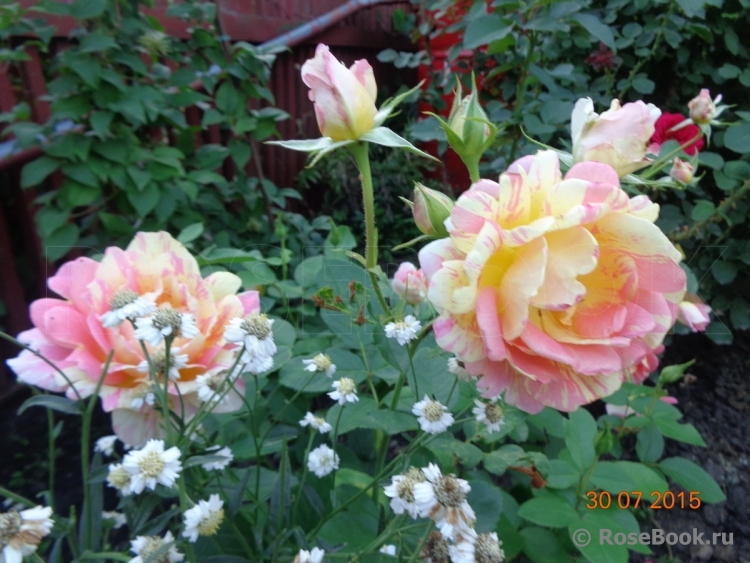 Rose des Cisterciens 