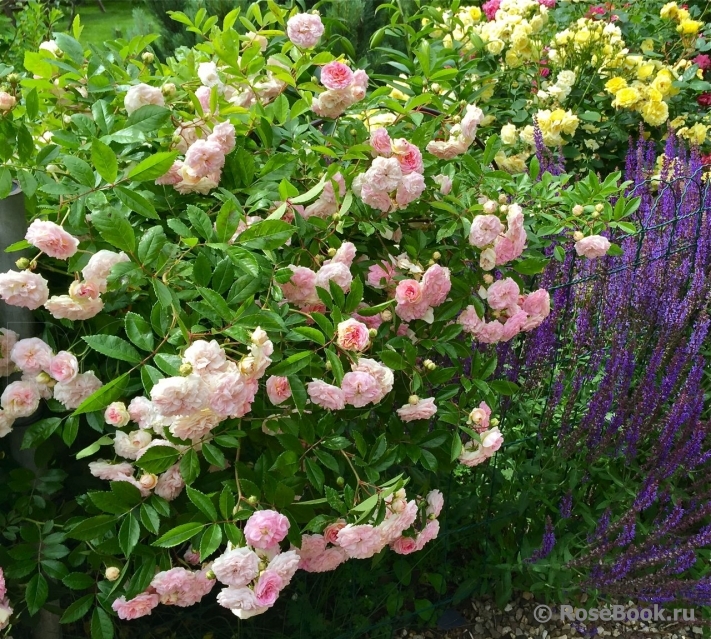 Pink Ghislaine de Féligonde ®