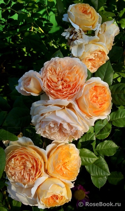 Crown Princess Margareta®