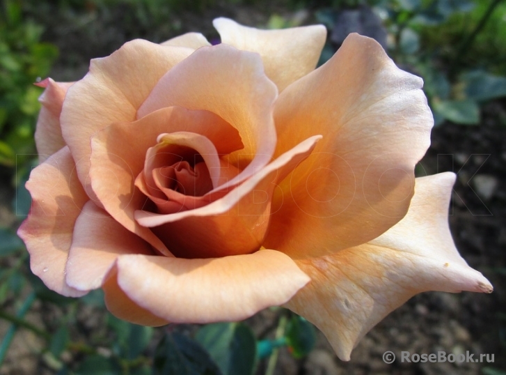 Julia's Rose