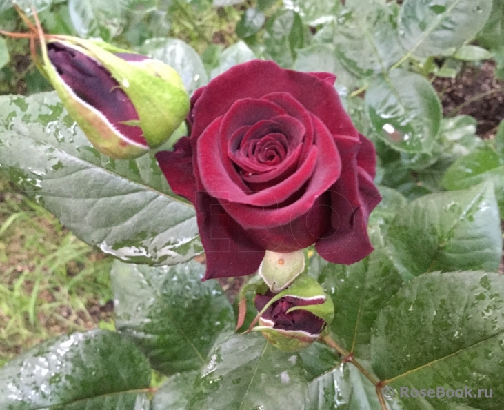 Black Baccara