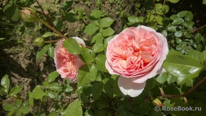 Abraham Darby