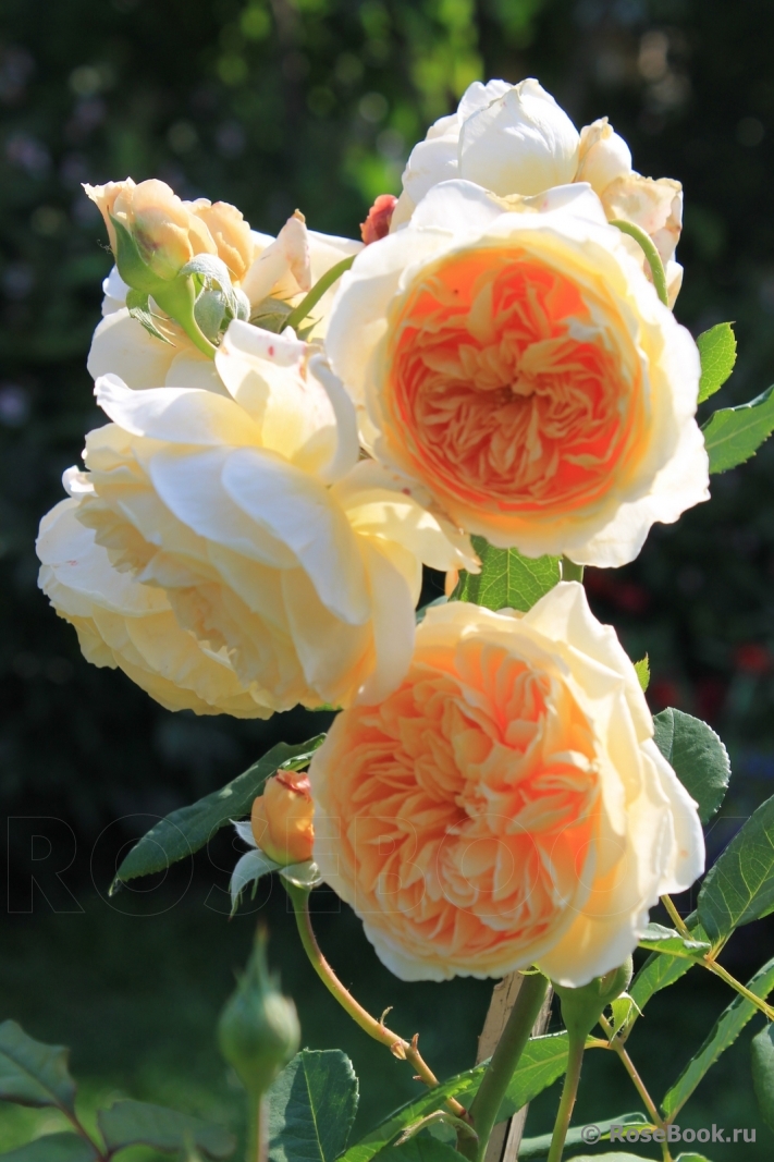 Crown Princess Margareta®