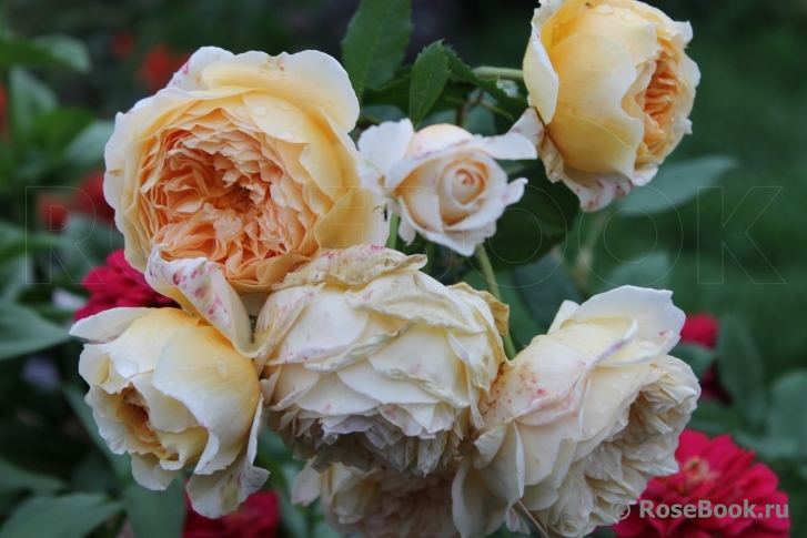 Crown Princess Margareta®