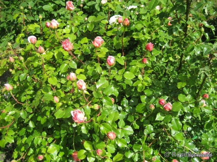 Abraham Darby