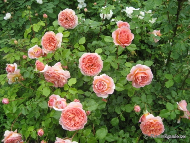 Abraham Darby