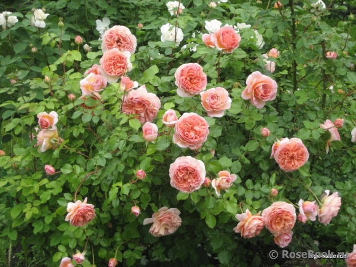 Abraham Darby