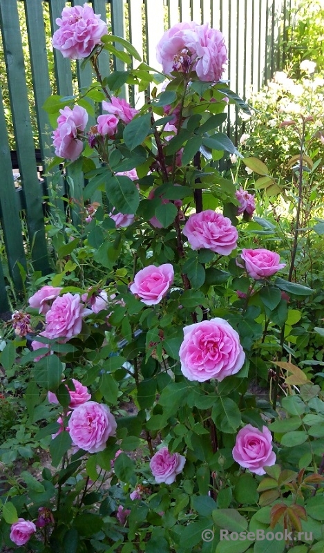 Gertrude Jekyll