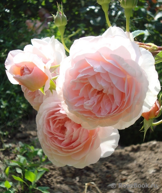 A Shropshire Lad