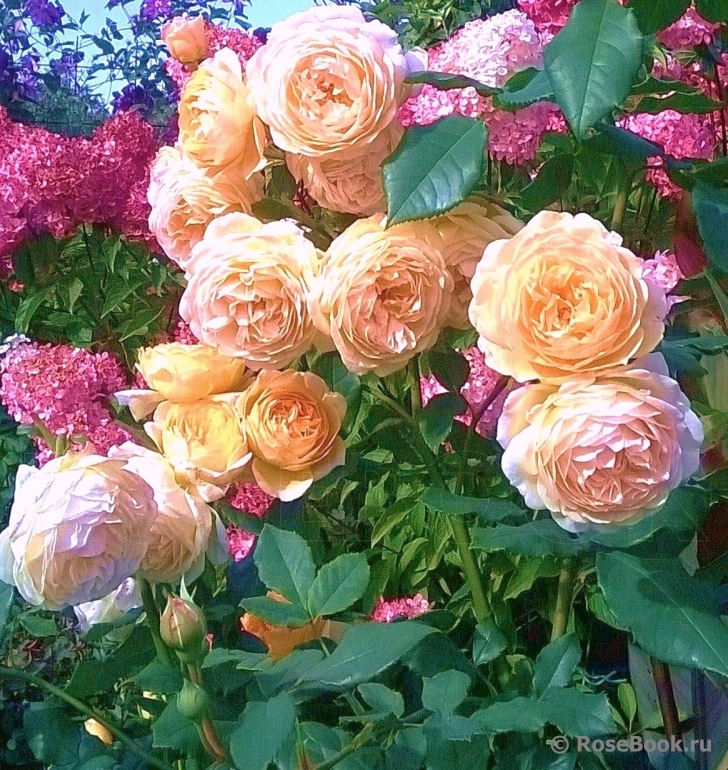 Crown Princess Margareta®