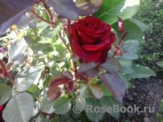 Black Baccara