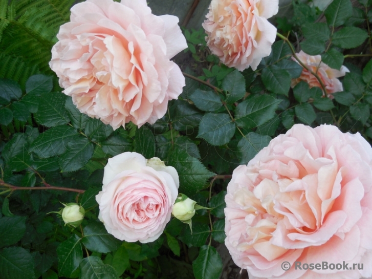 Abraham Darby