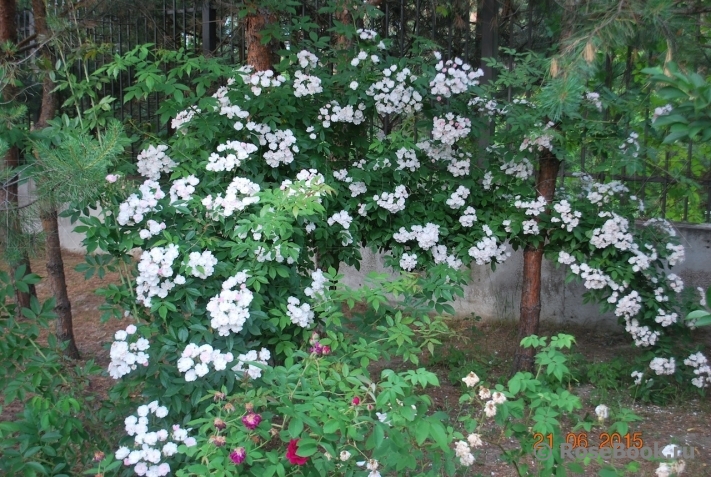 Dentelle de Malines