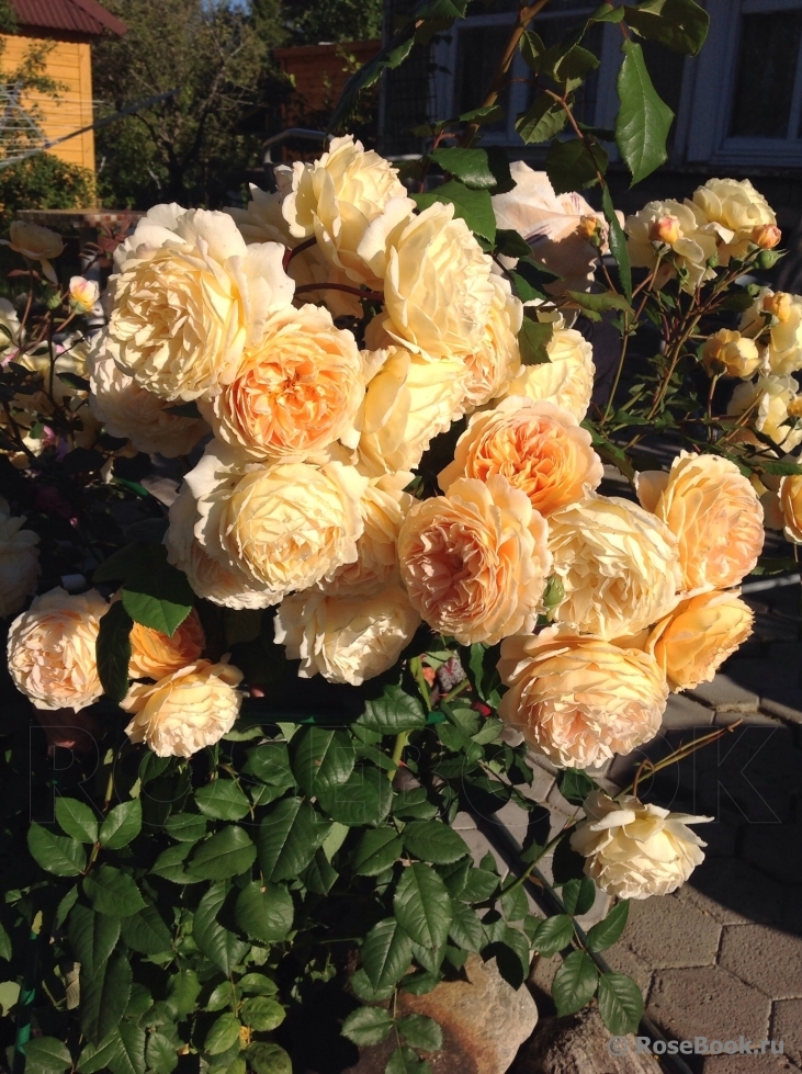 Crown Princess Margareta®