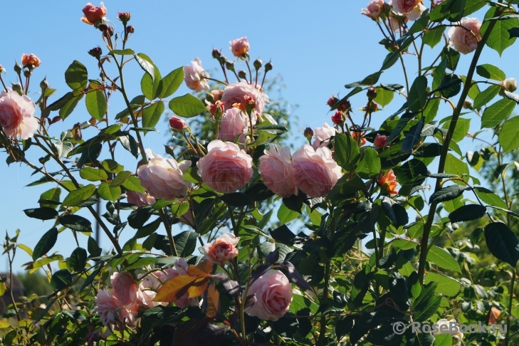 A Shropshire Lad