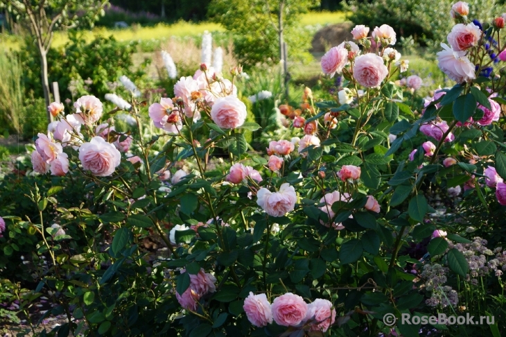 A Shropshire Lad