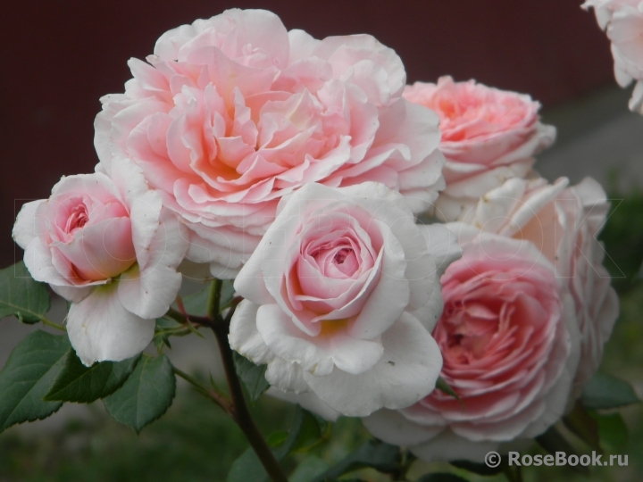 Abraham Darby